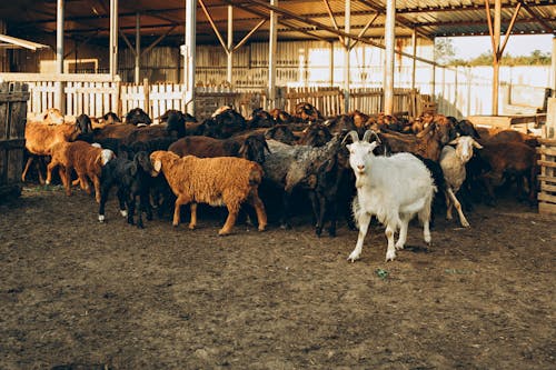 Foto d'estoc gratuïta de bandada, cabra, fotografia d'animals