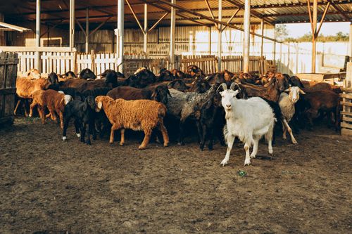 Free A diverse flock of sheep and goats in a rural farm enclosure under a wooden shelter. Stock Photo