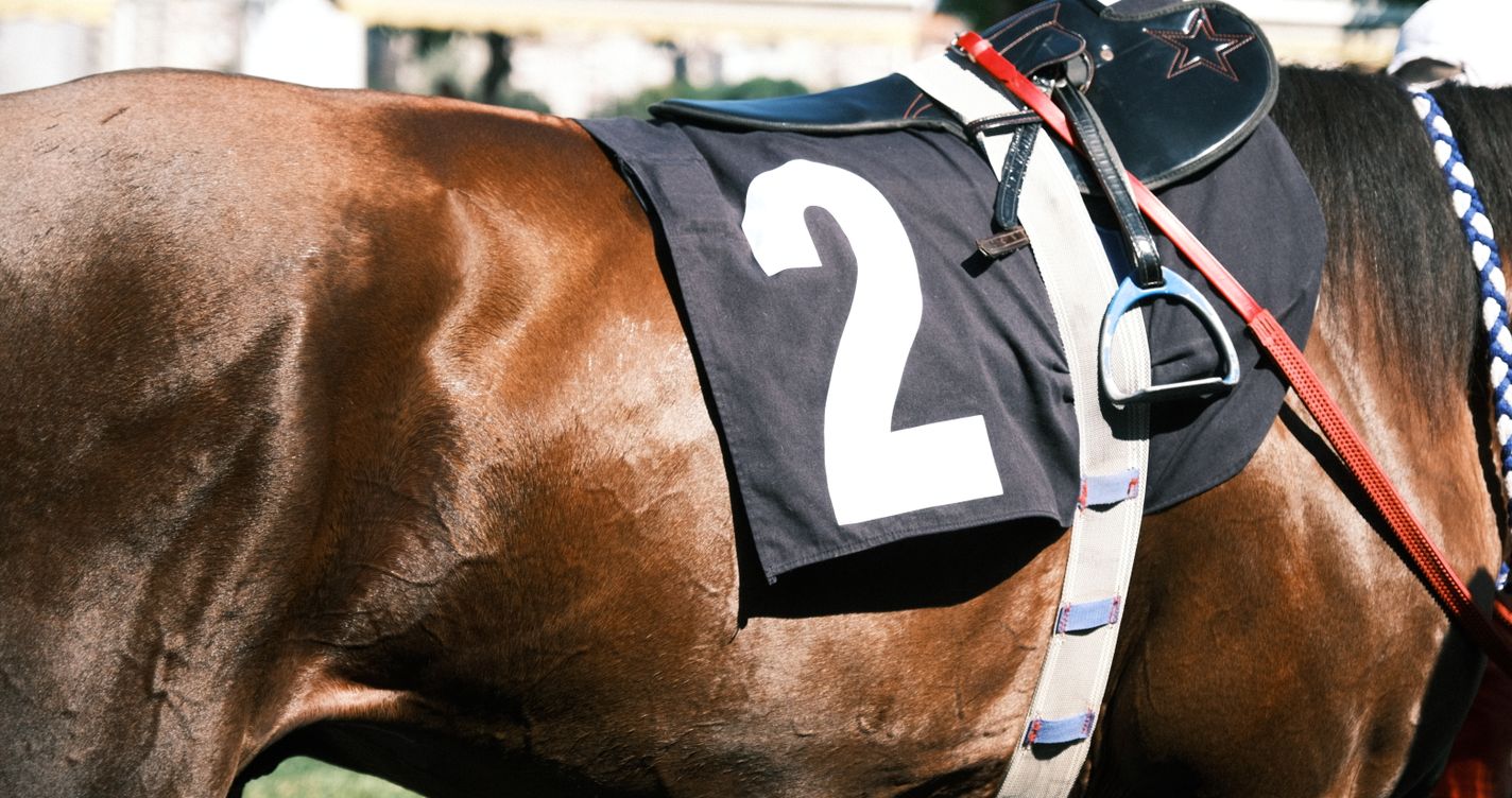 Gros plan sur le numéro de course porté sur la selle d'un cheval