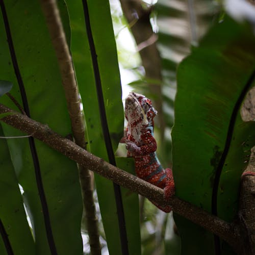 Foto d'estoc gratuïta de branca d'arbre, camaleó, fotografia d'animals