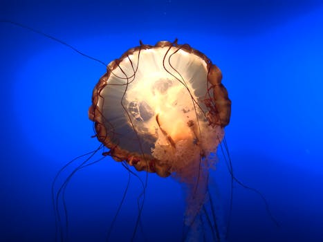 鲜艳背景下的水母特写镜头令人惊叹，展示了其精致的触手和生物发光的光芒