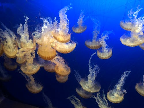 Close-up Photo of Jellyfish