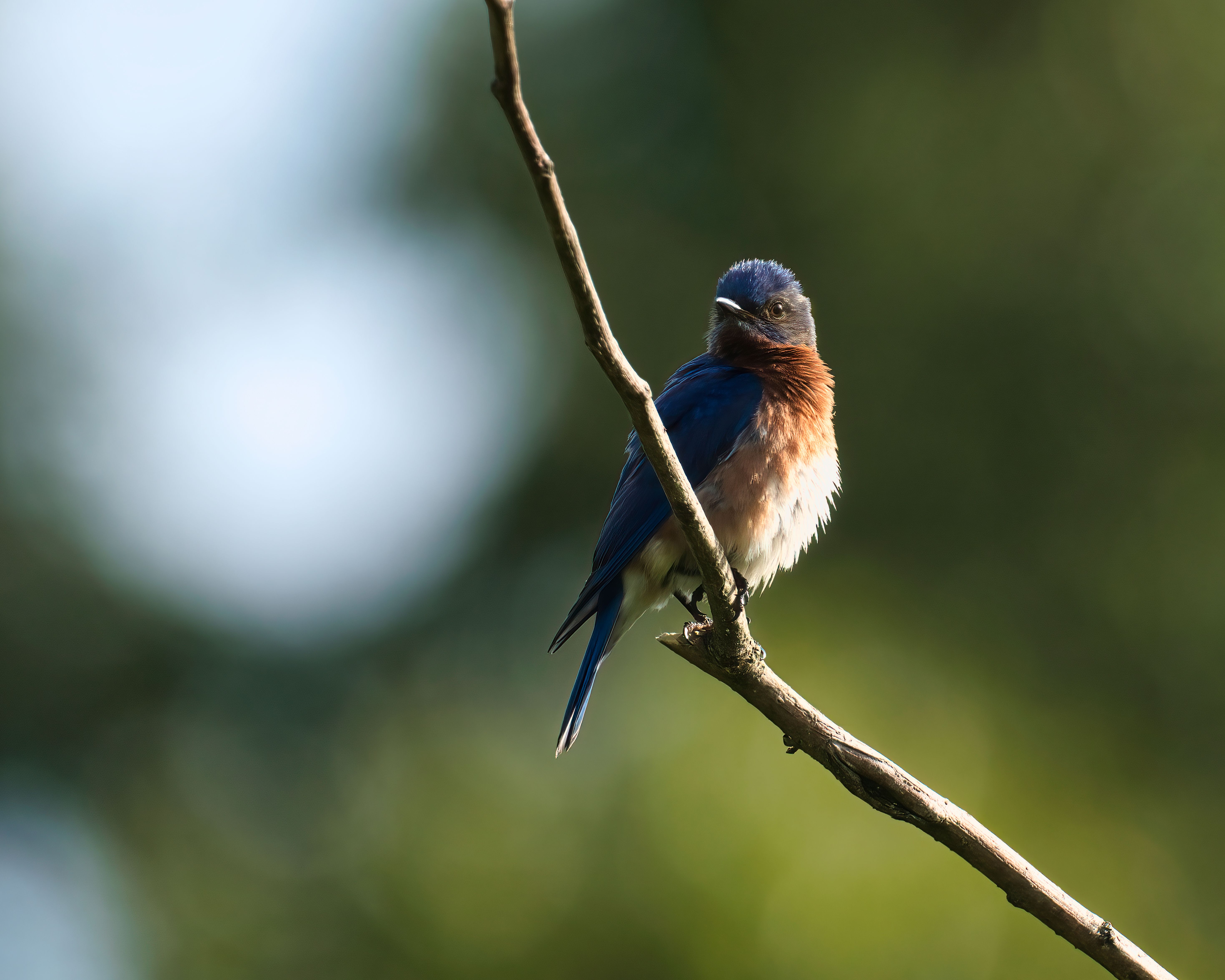 Photography of Small Blue and Brown Bird · Free Stock Photo