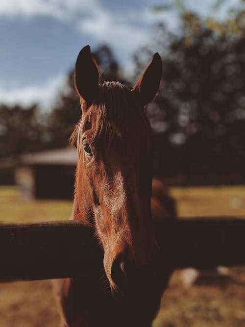 Free Close-Up Photo Of Brown Horse Stock Photo