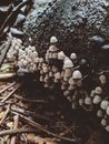 Brown Mushrooms on Log