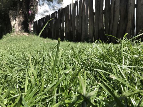 Free stock photo of fence, grass, nature Stock Photo