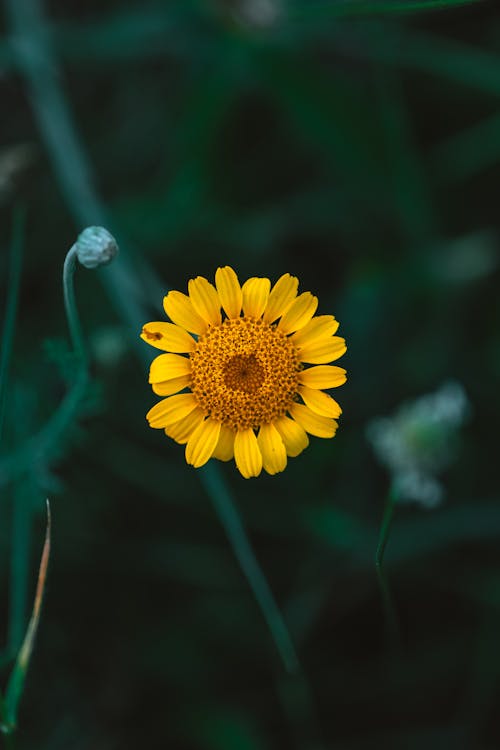 Gratis arkivbilde med blad, blomst, blomsterblad