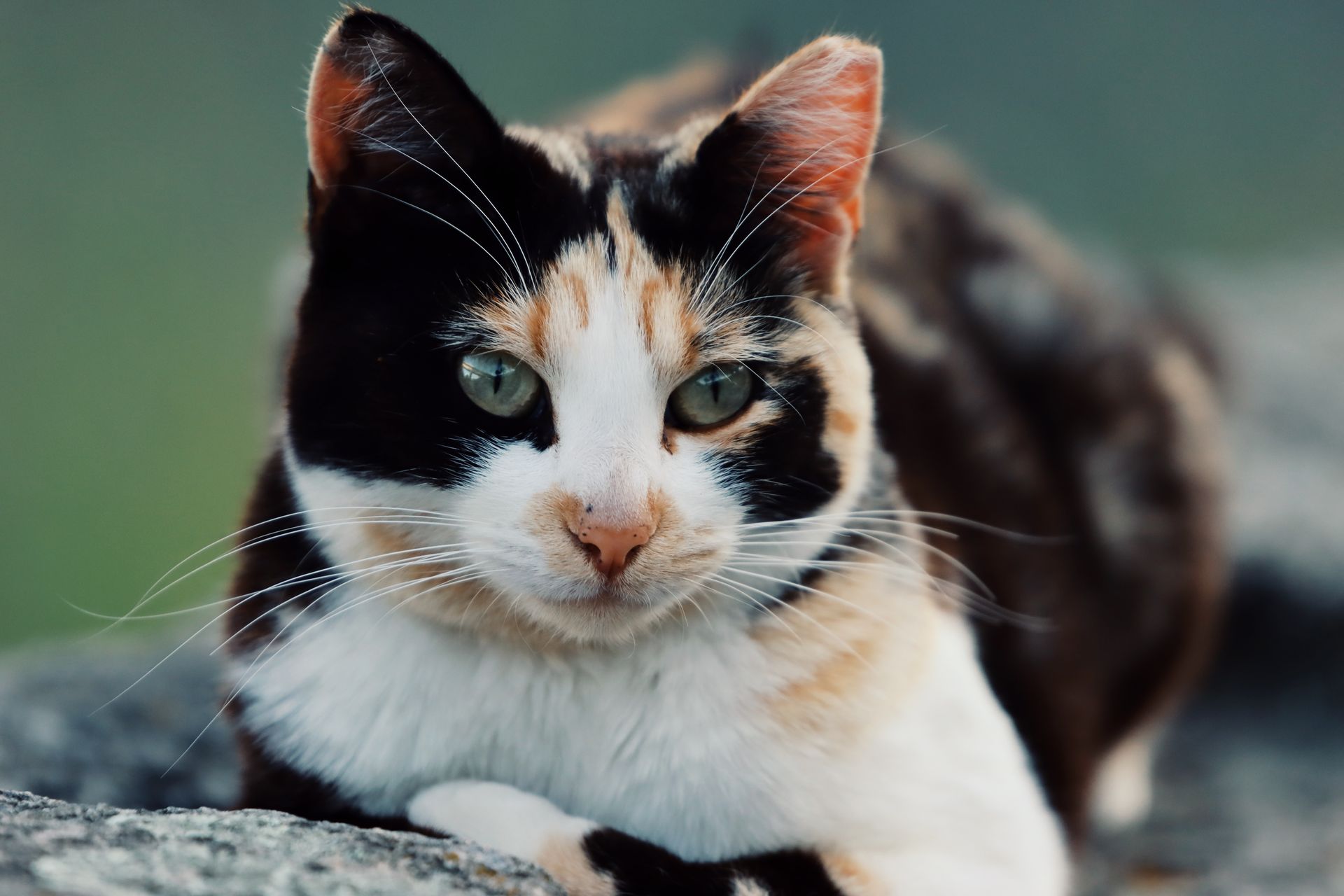 Calico Cat Lying on a Rock