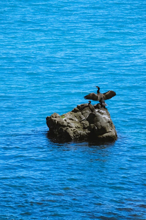 Základová fotografie zdarma na téma černé moře, giresun, moře