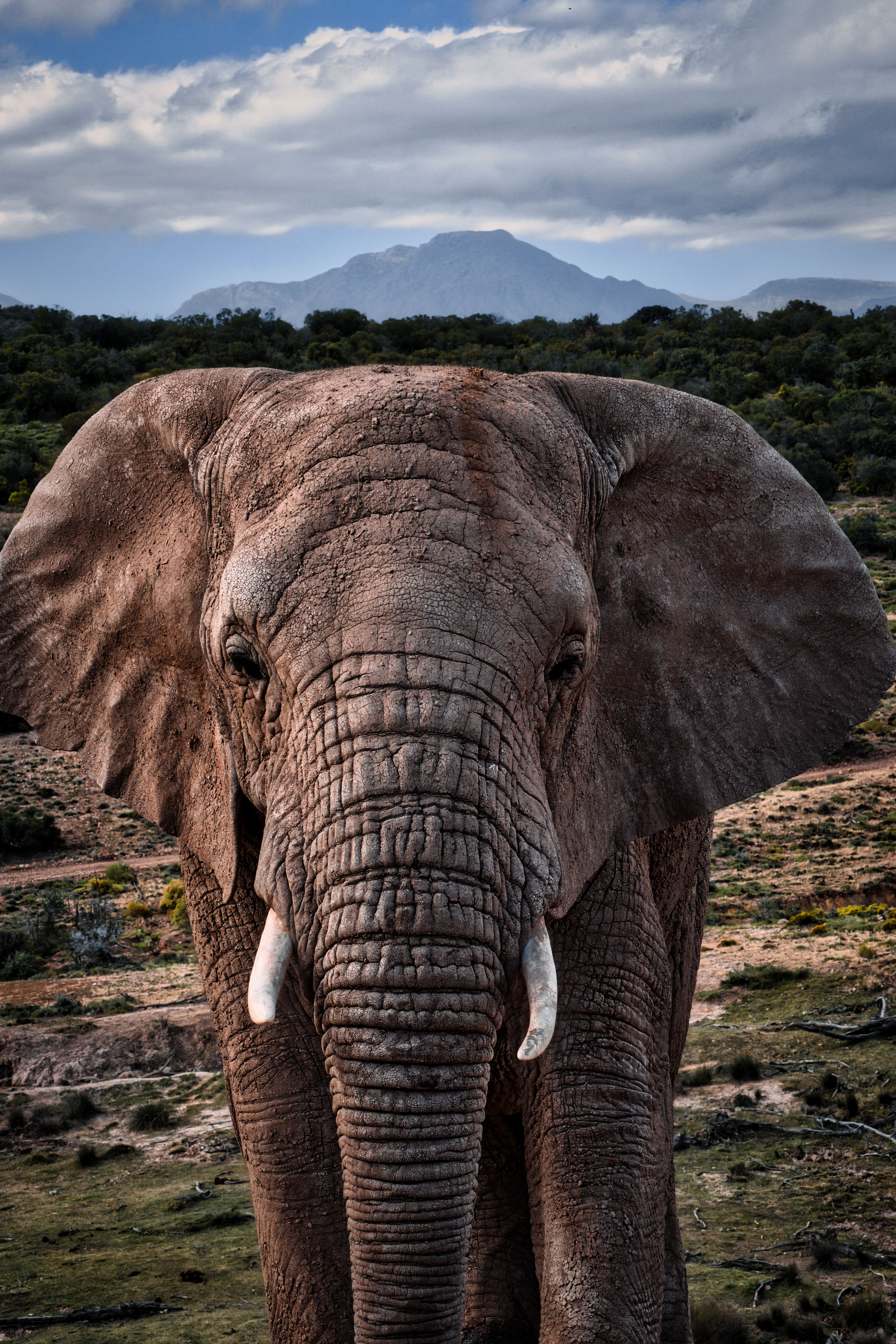 Close-up of a majestic African elephant in the Oudtshoorn savannah, South Africa.