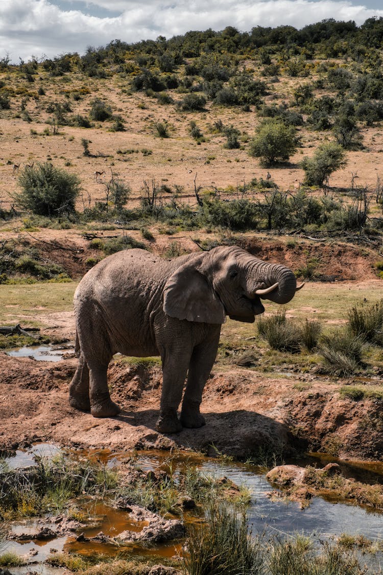 Wild Elephant Drinking Water Out Of Stream In Savanna