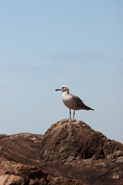 Seagull standing on rocky shore with clear sky in Porto.