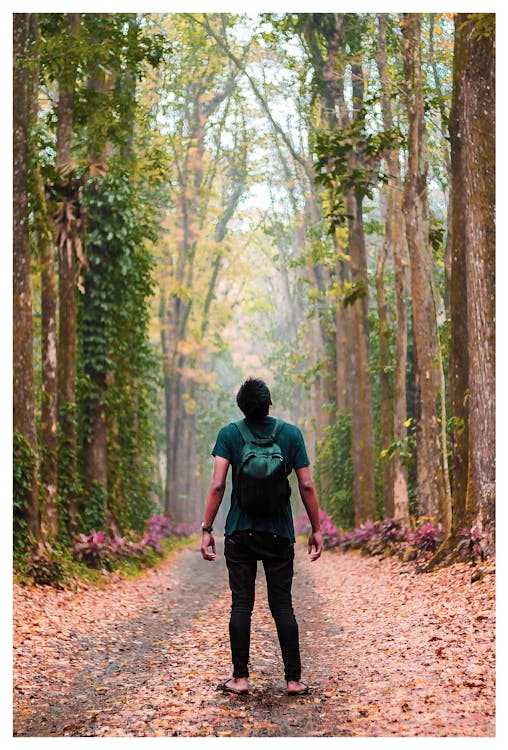 Free Back View Photo of Man Standing Alone in Dirt Road In Between Trees Looking Up Stock Photo