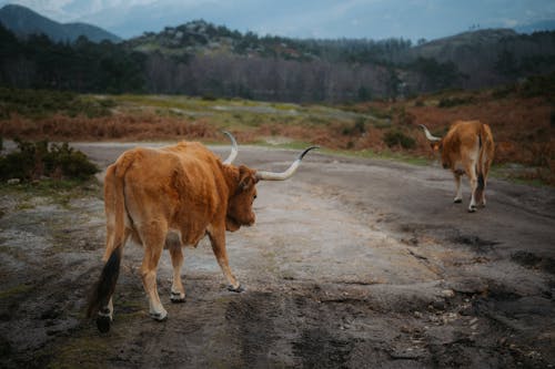 Foto stok gratis agrikultura, banteng, betis