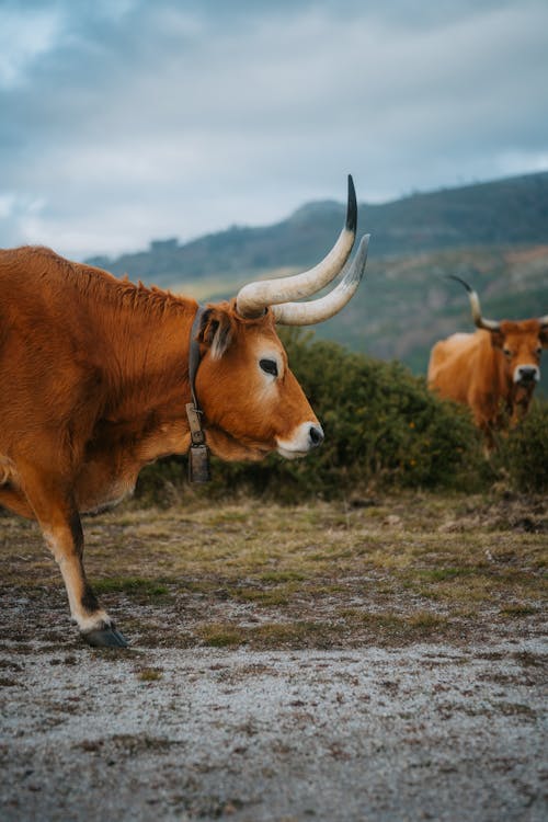 Kostnadsfri bild av barrosa, boskap, djurfotografi