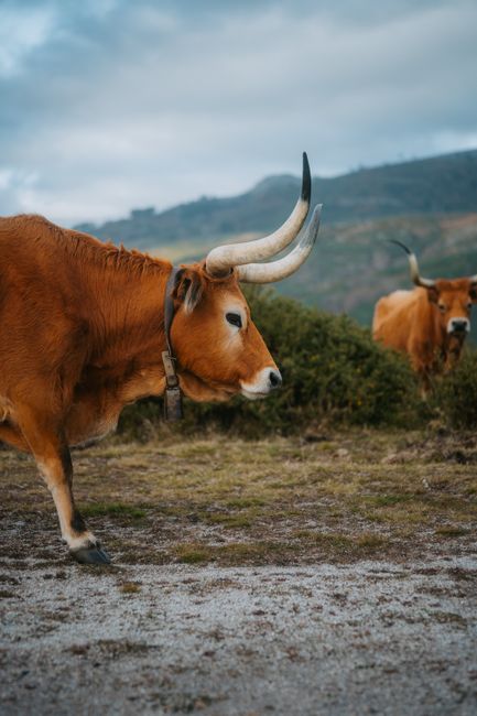 Close-up of Barrosa cattle with large horns in countryside settings.