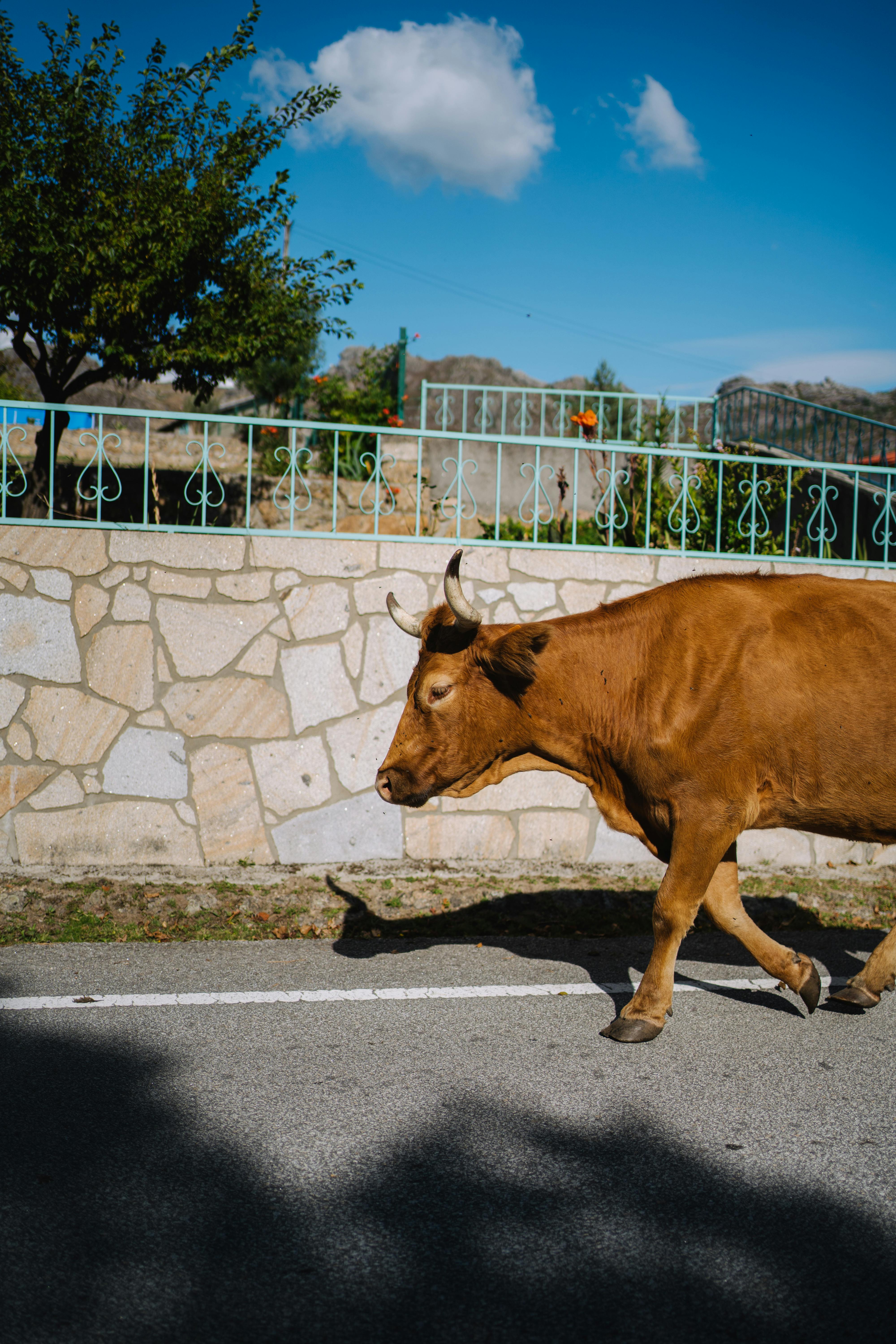 Gratuit Photos gratuites de agriculture, animal, animal de ferme Photos