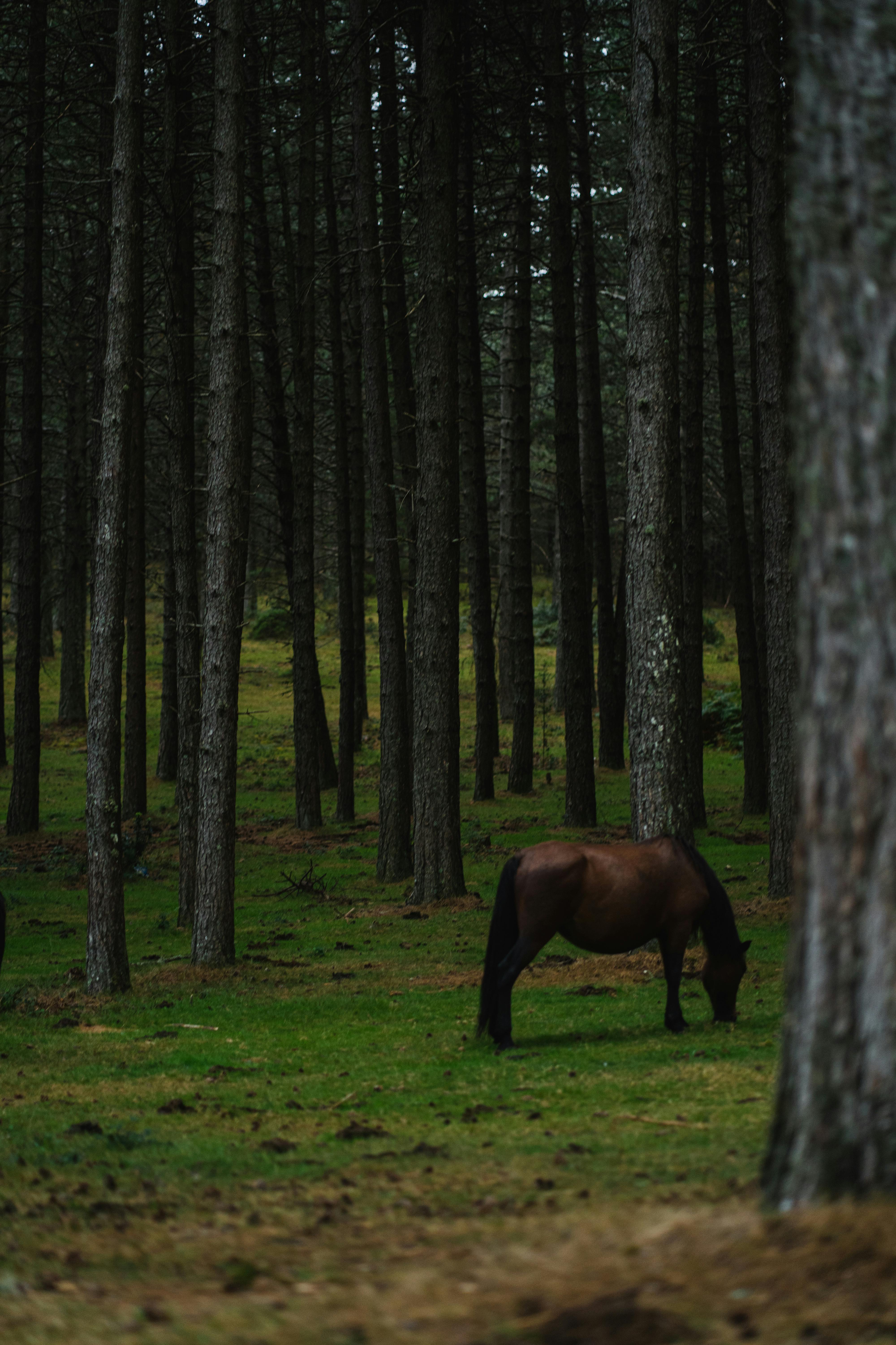 A serene forest setting featuring a lone horse grazing peacefully among tall trees.