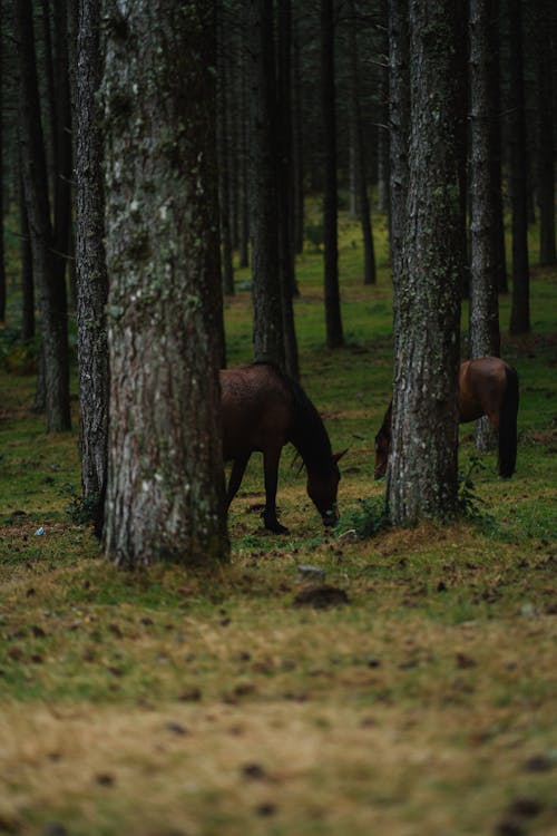 Imagine de stoc gratuită din arbori, cai, codru