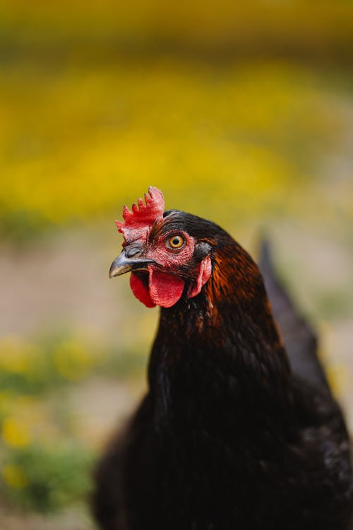 Kostnadsfri bild av djurfotografi, fågel, höna