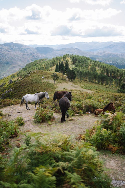 Kostnadsfri bild av djurfotografi, hästar, kulle