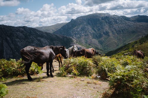 セレクティブフォーカス, 動物の写真, 山岳の無料の写真素材