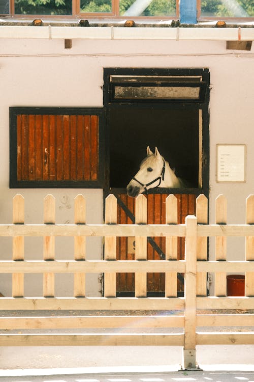 Základová fotografie zdarma na téma bílý kůň, budova, chov zvířat