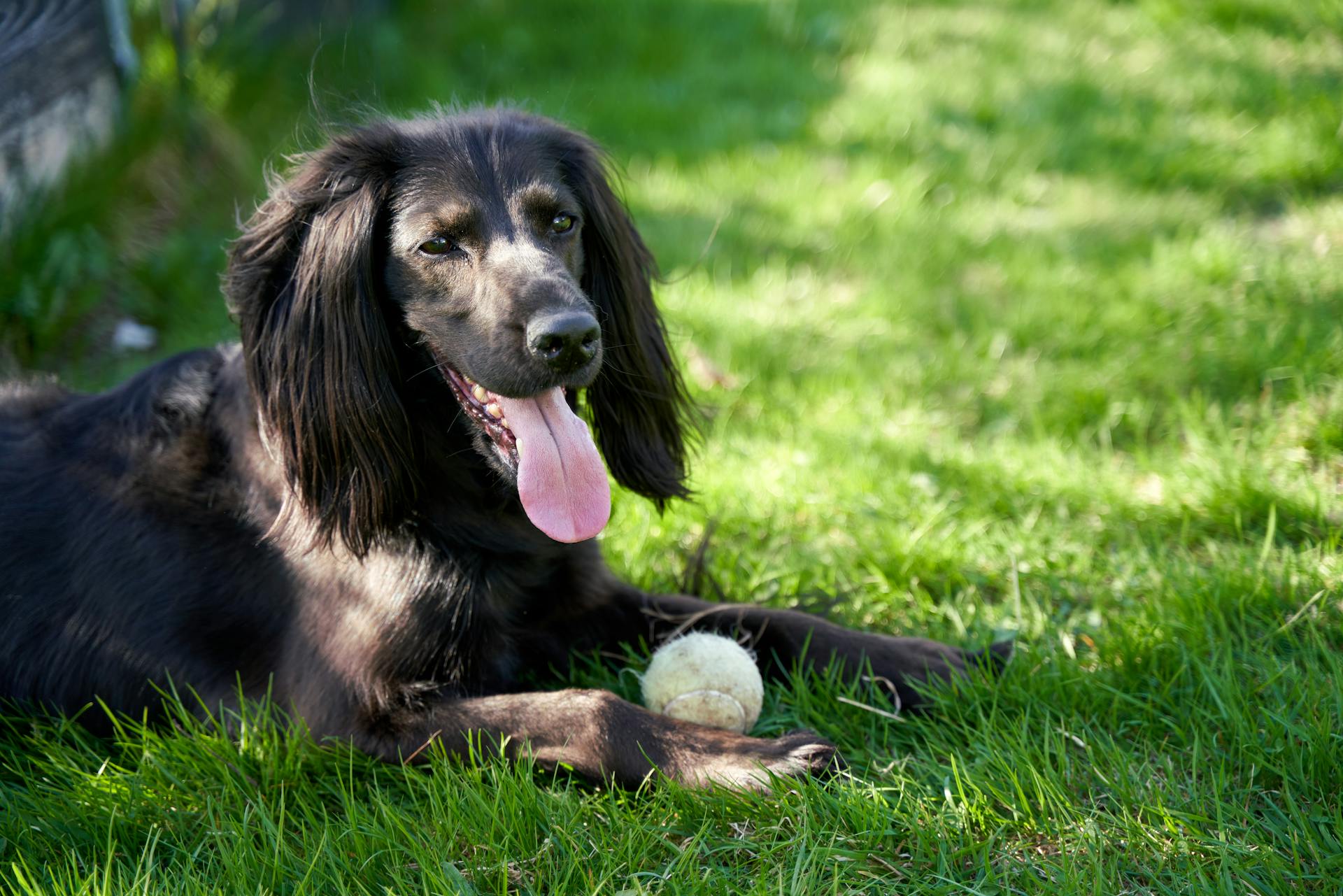 Vacker svart irländsk setter mix hund leker med en boll i trädgården under sommaren