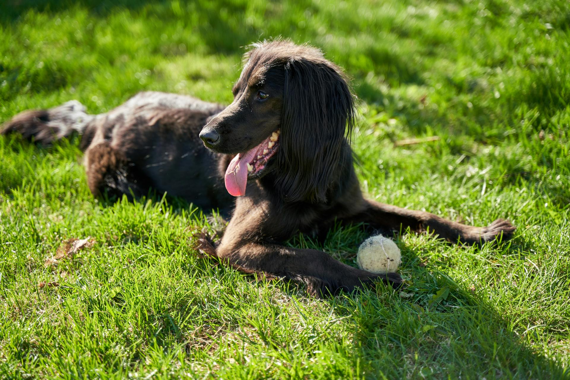 Vacker svart irländsk setter mix hund leker med en boll i trädgården under sommaren