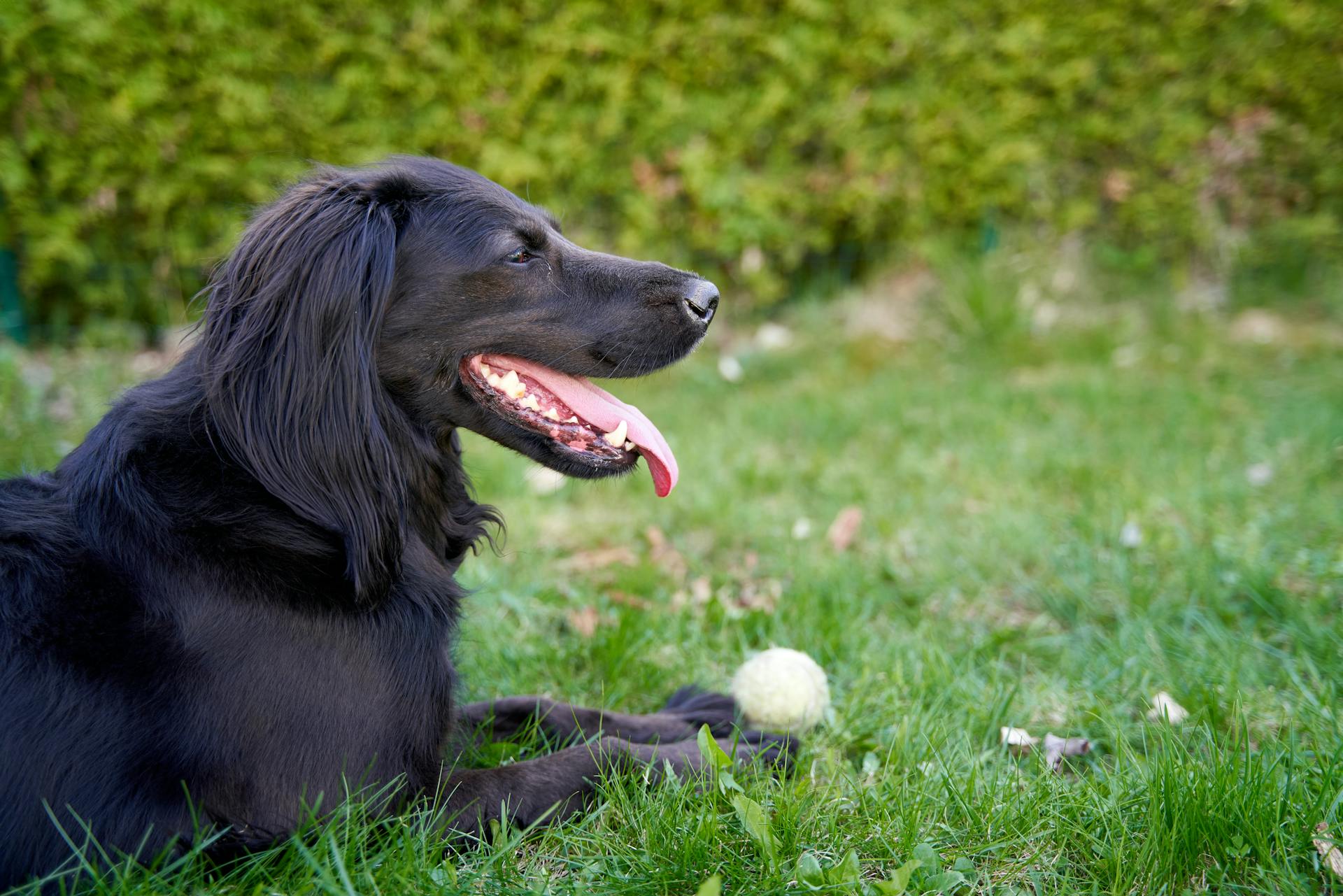 Vacker svart irländsk setter mix hund leker med en boll i trädgården under sommaren