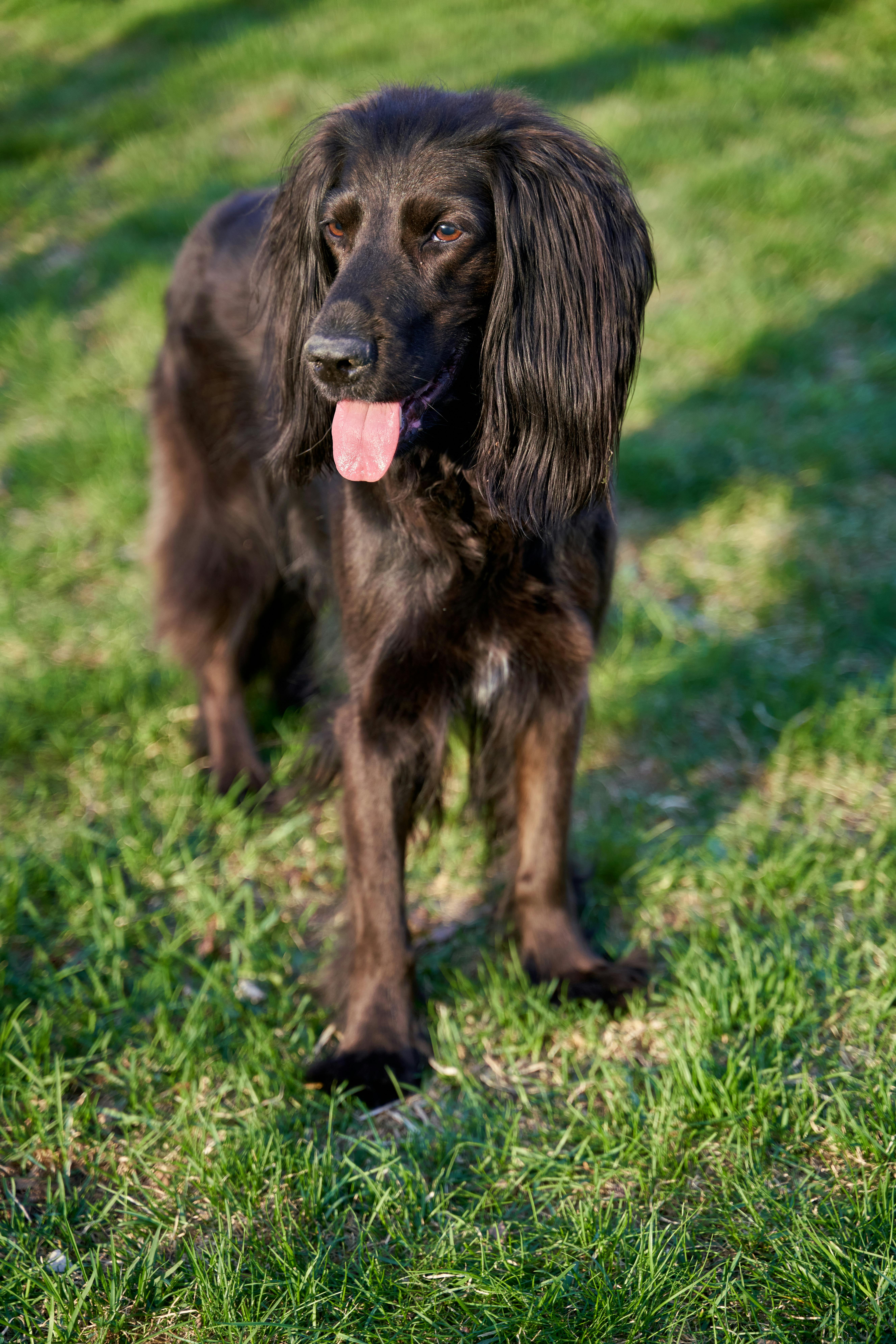 Beautiful black Irish setter mix dog is playing in the garden during summer