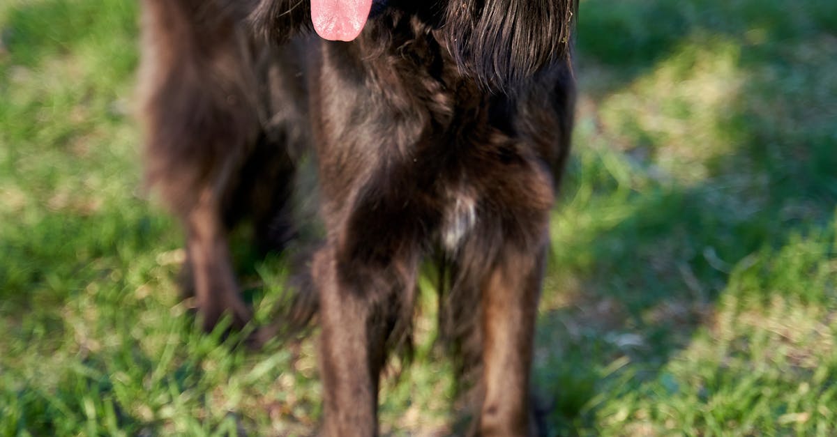 Beautiful black Irish setter mix dog is playing in the garden during summer
