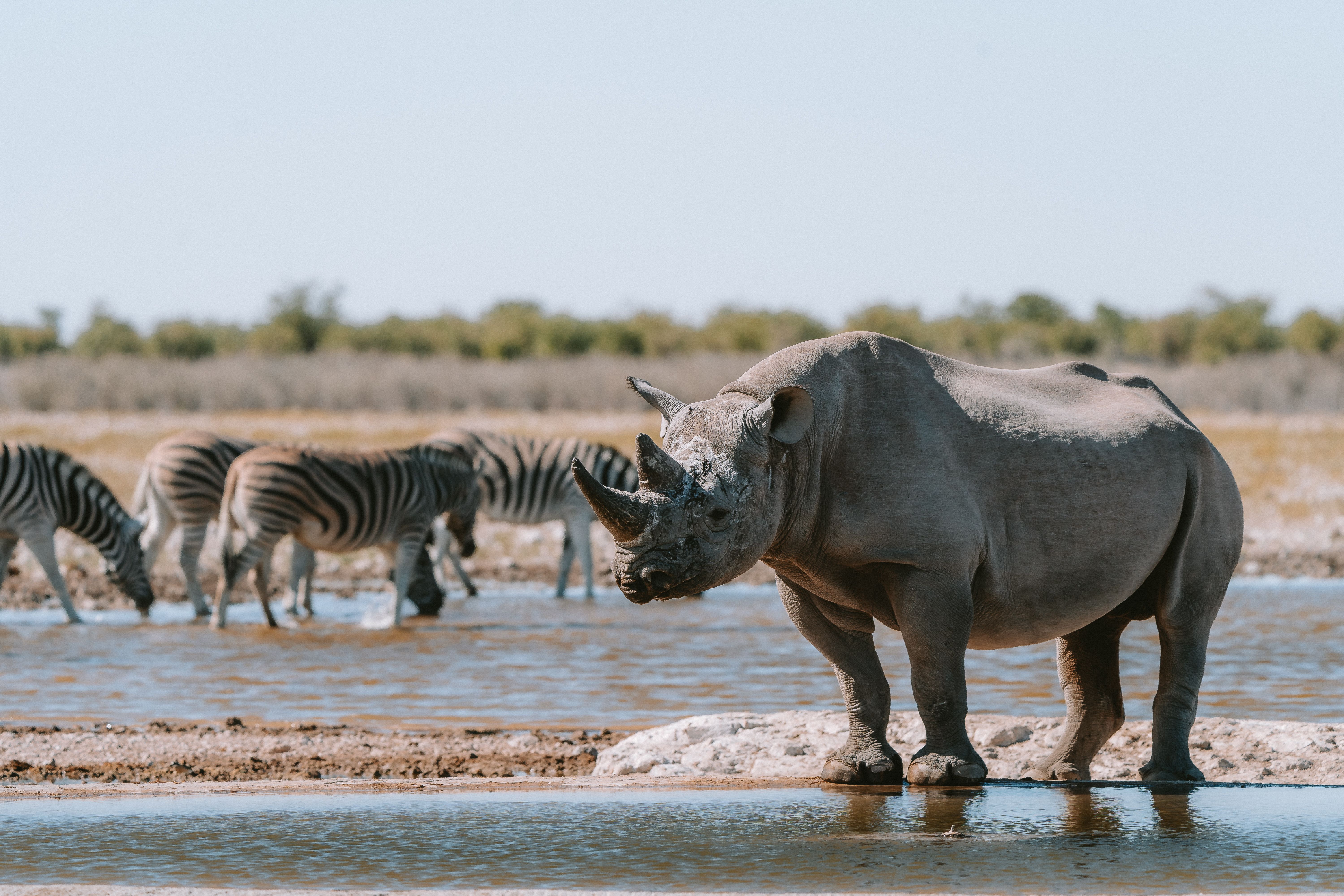 Photo of a Rhinoceros and Zebras near the Water · Free Stock Photo
