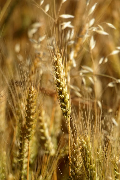 Wheat is growing in a field with some brown leaves