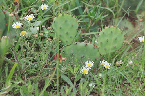 Kostnadsfri bild av floweres, kaktus, kaktusar