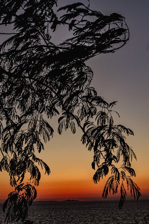 Free stock photo of evening sun, golden sunset, palmtree