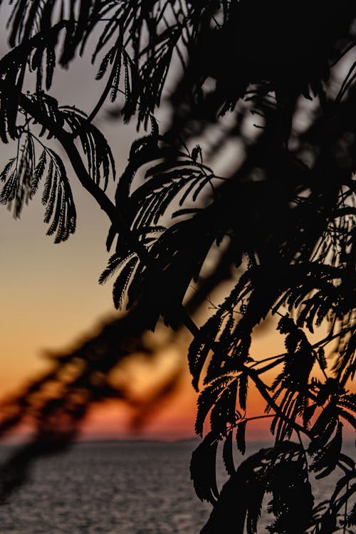 Free stock photo of leaf, palmtree, sunset beach