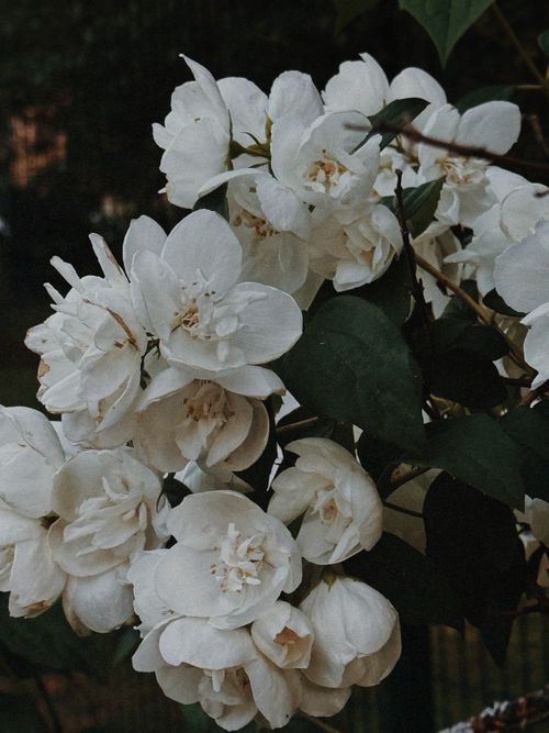 Free Close-up of white blossoms in a garden with lush green leaves. Stock Photo