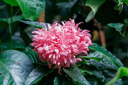 Ilmainen kuvapankkikuva tunnisteilla kasvi, kukka, pinkki