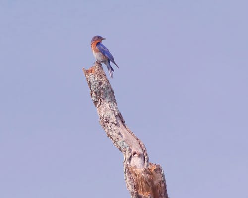 Kostnadsfri bild av eastern bluebird, fågel, natur