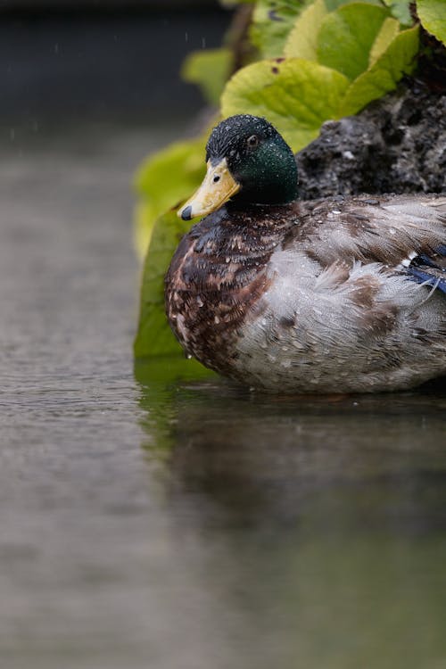 Fotobanka s bezplatnými fotkami na tému dážď, jazierko, kačica