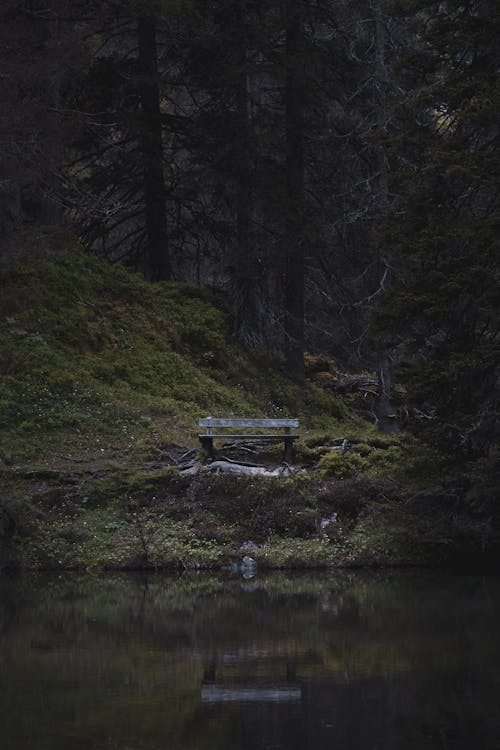 Fotobanka s bezplatnými fotkami na tému hlboký les, lavička, tmavý les