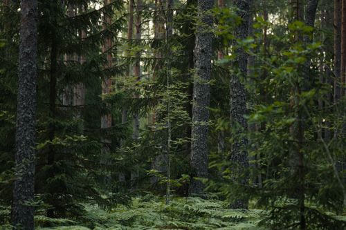 Free A serene view of a dense evergreen forest filled with tall coniferous trees and lush greenery. Stock Photo
