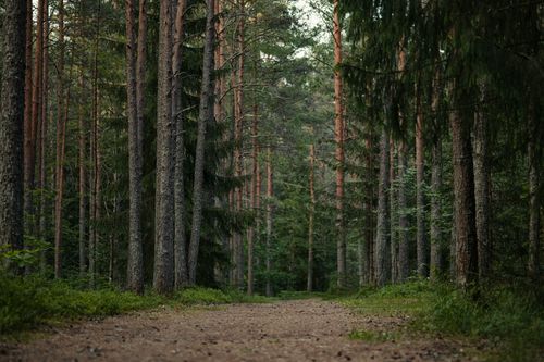 Free A serene forest path surrounded by tall evergreen trees, perfect for nature lovers. Stock Photo