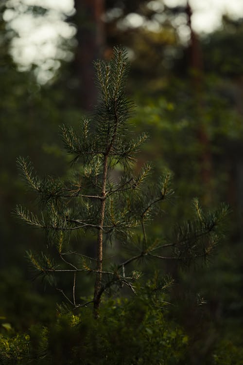 Gratis arkivbilde med bartre, blad, daggry