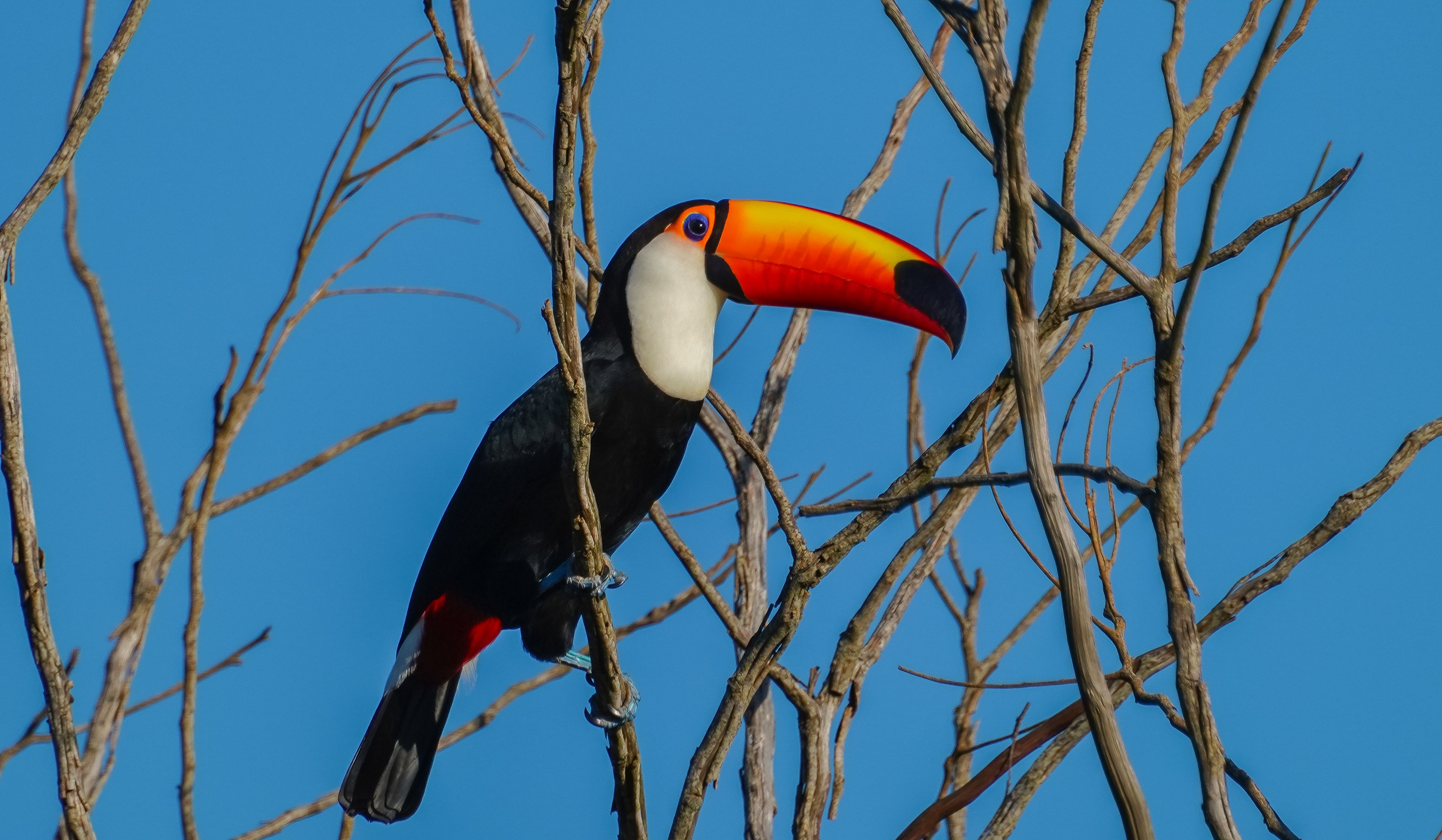 Toco Toucan Bird with Large Orange beak Sitting on Tree Branch · Free ...