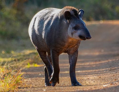 Free A tapir walking down a dirt path in sunlight, showcasing wildlife in its natural habitat. Stock Photo