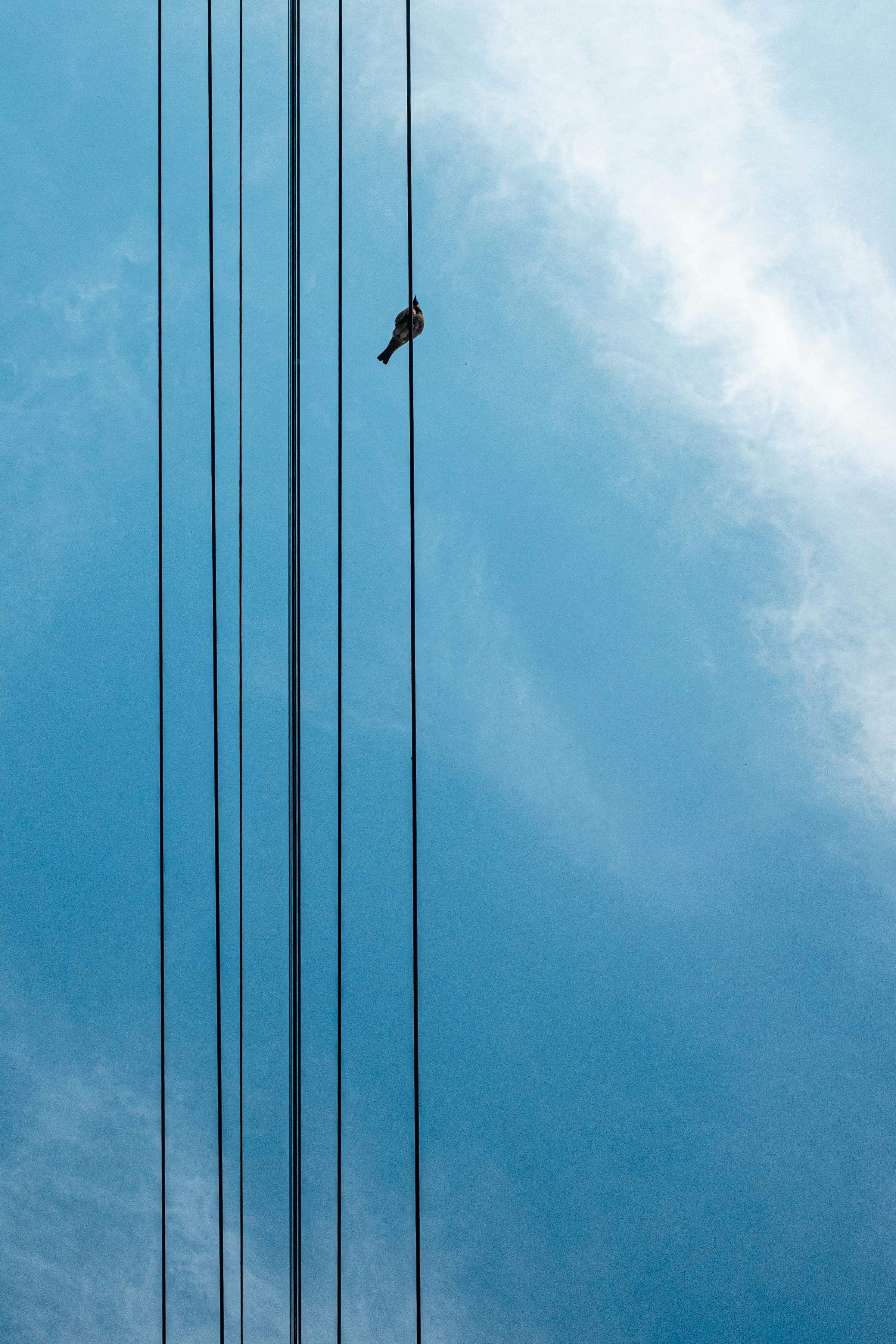 grátis Foto profissional grátis de animais selvagens, animais selvagens urbanos, ao ar livre Foto profissional