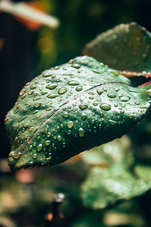 Ảnh lưu trữ miễn phí về @ngoài trời, cuộc phiêu lưu ngoài trời, hạt mưa