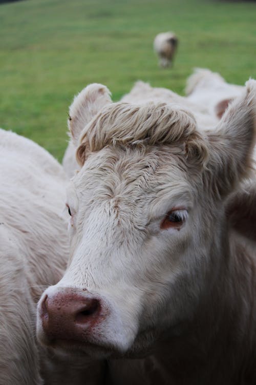 A group of cows standing in a field